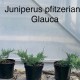 Ienupar Pfitzeriana Glauca 30-40 cm C3